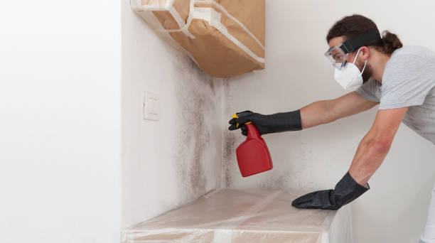Professional Basement Mold Remediation technician working in Highland Park, IL